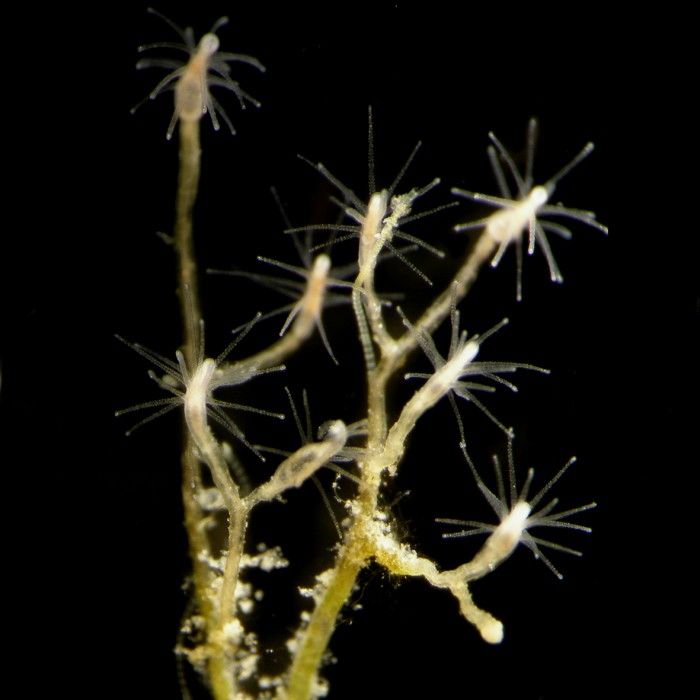 Image of Cordylophora caspia